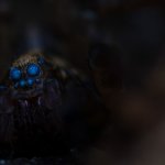 Occhi fluorescenti nel buio